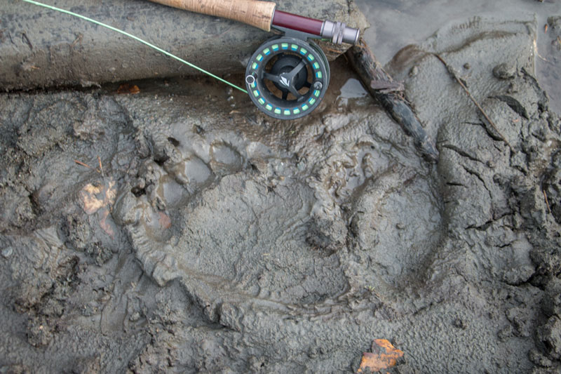 Just watch out for the bears!