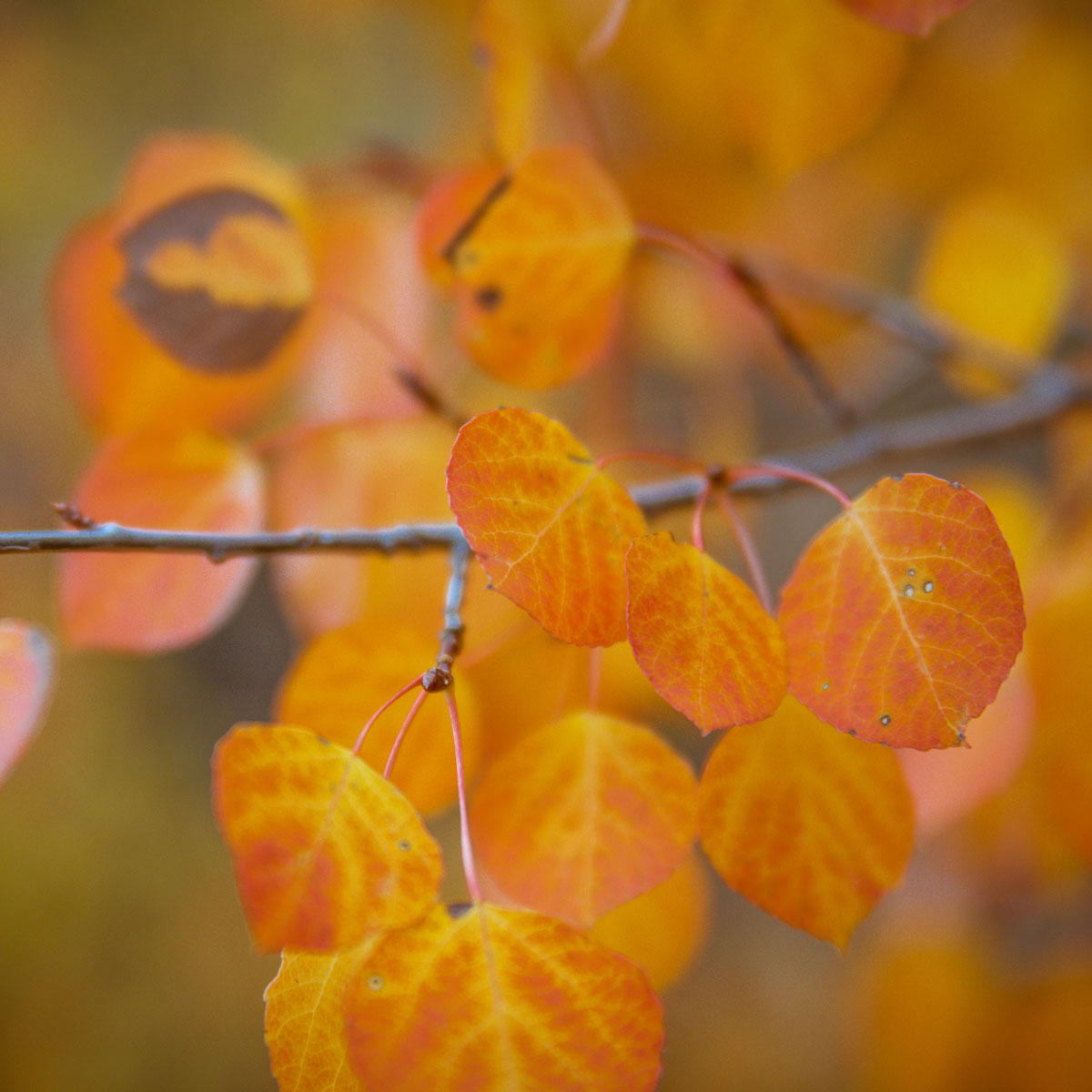 Jen's Must-Haves for Fall