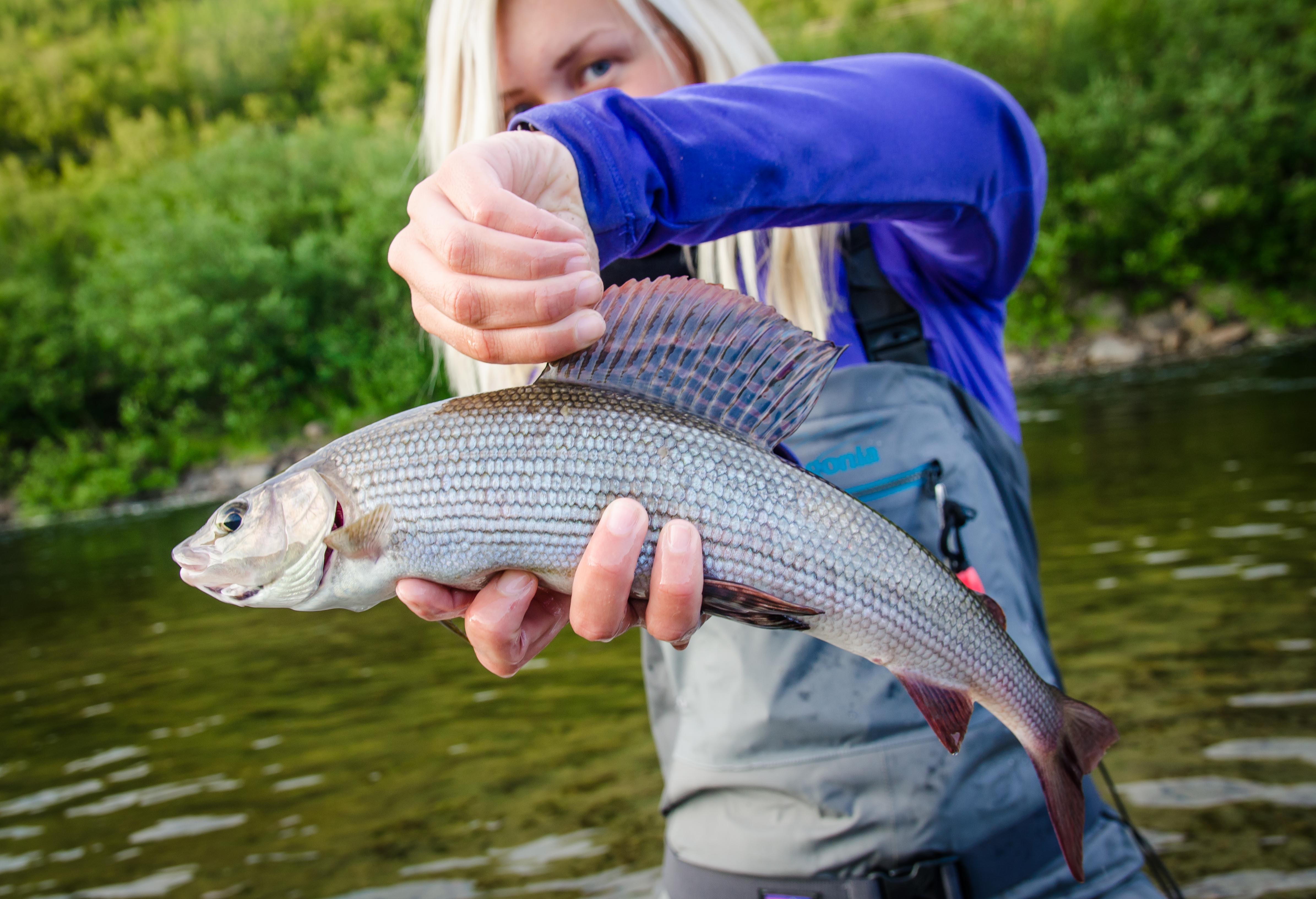 Original 1490031744 juuso kolehmainen grayling from lapland