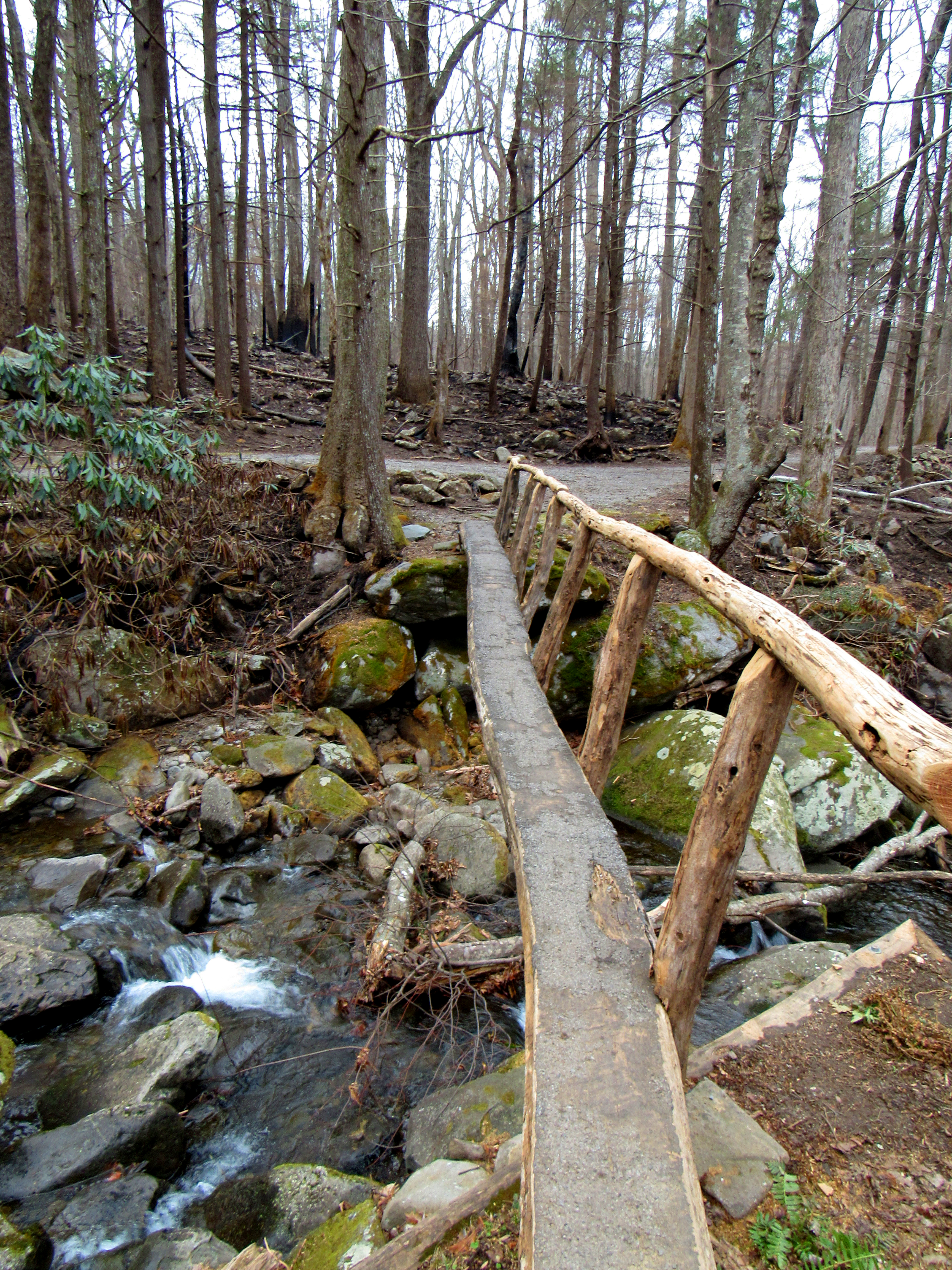 Original 1489768174 lecontecreekfootbridgeimg 2019